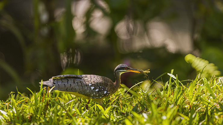 In Pursuit of the Sunbittern