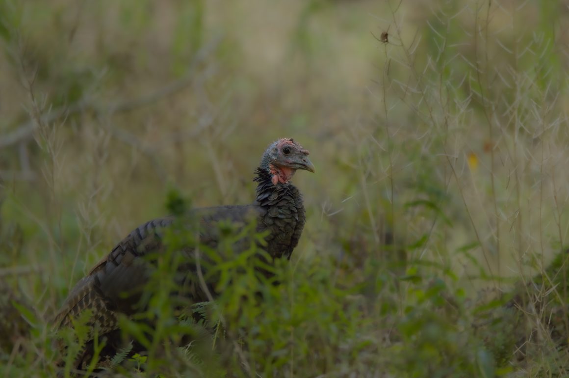 Wild Turkey