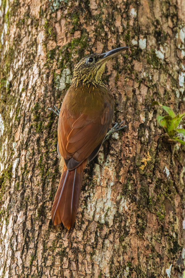 Cocoa Woodcreeper