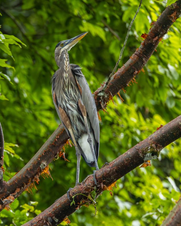 Great blue Heron