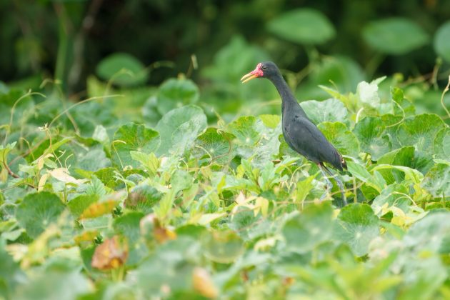 Wattled Jacana