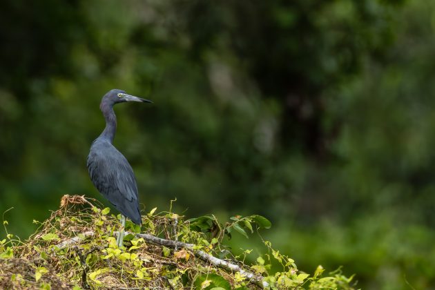 Little blue Heron