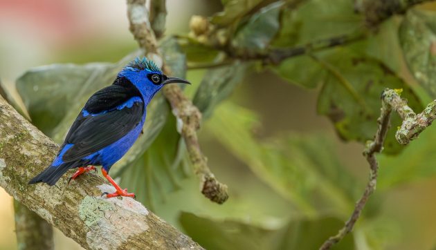 Red legged Honeycreeper (Male)