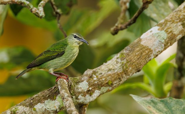 Red legged Honeycreeper (female)