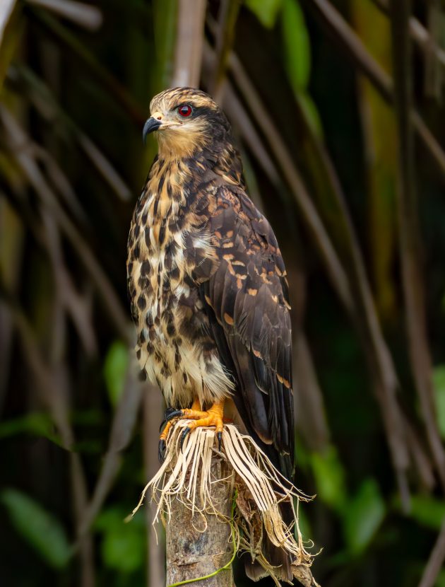 Snail Kite