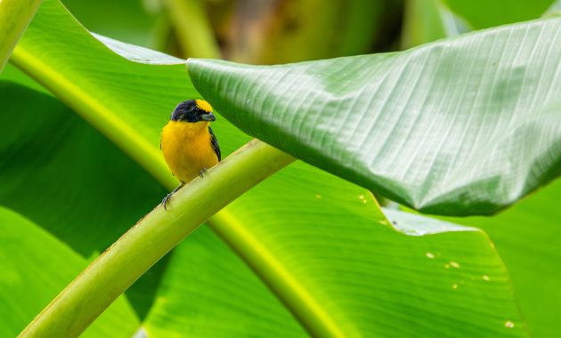 Thick billed Euphonia