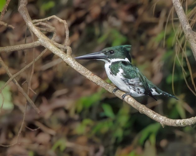 Amazon Kingfisher (female)