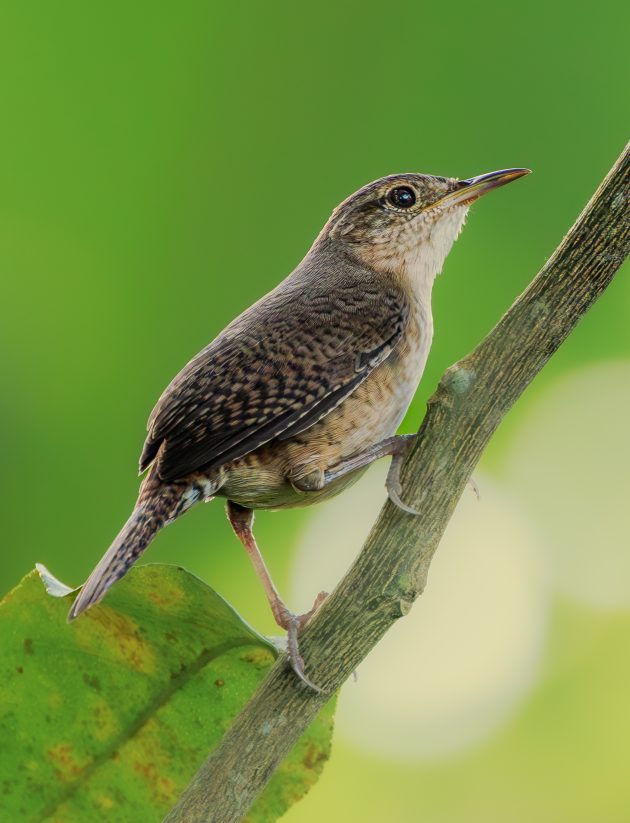 Buff breasted Wren