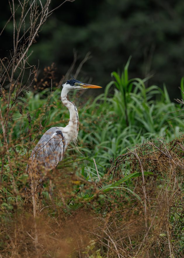 Cocoi Heron