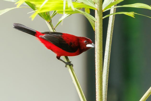 Crimson backed Tanager