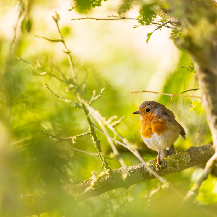 A Contact of British Birding