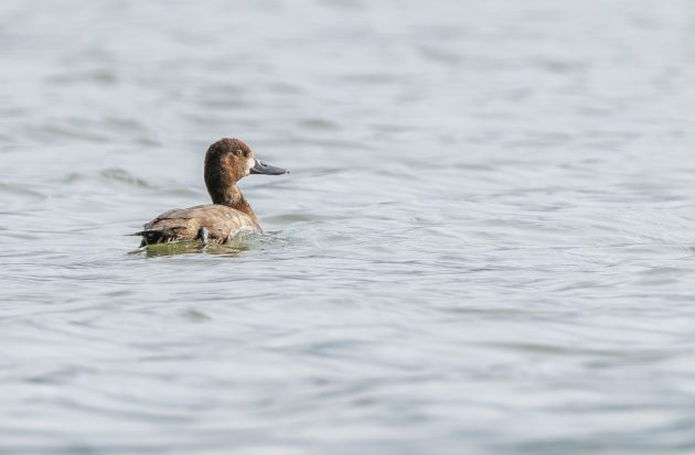 Lesser Scaup