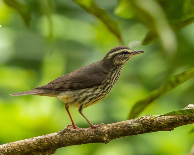 Northern Waterthrush