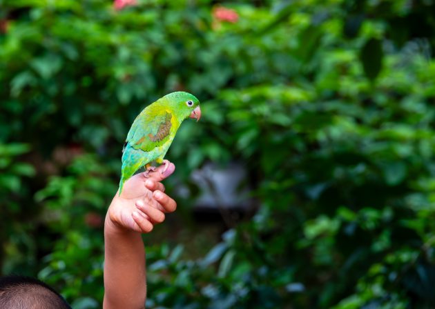 Orange chinned Parakeet