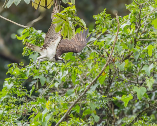 Osprey