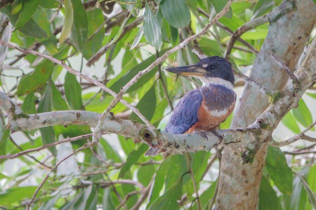 Ringed Kingfisher