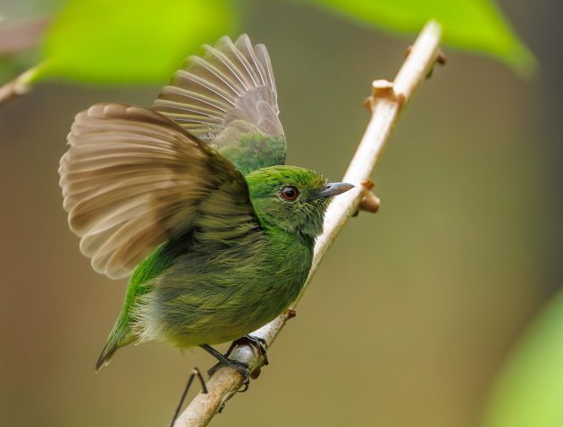 Velvety Manakin