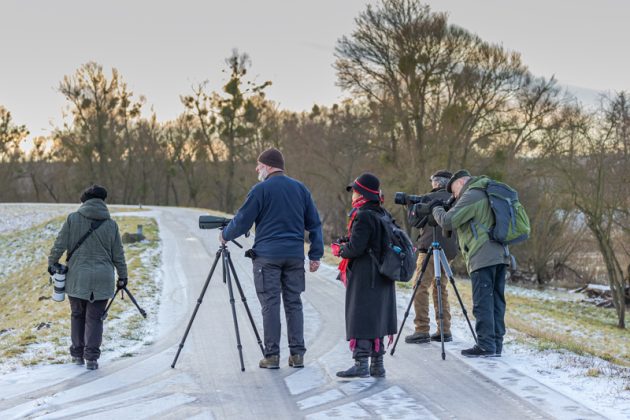 Birding in Brandenburg, Uckermark County in Winter (Half 2)