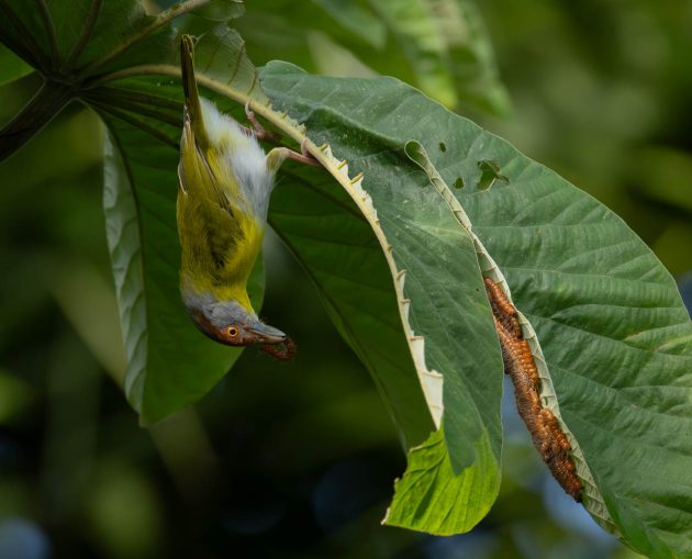 Rufous-Browed Peppershrike feeding