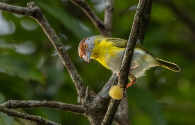 Rufous-Browed peppershrike collecting nesting material
