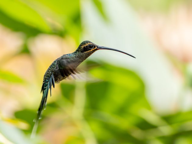 Green Hermit