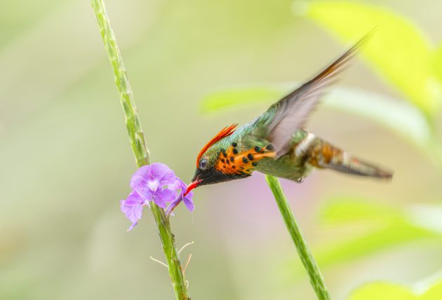 Tufted-coquette (male)