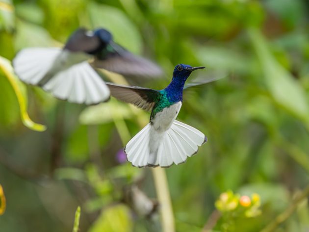 White-necked Jacobin