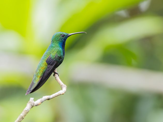 Black-throated mango