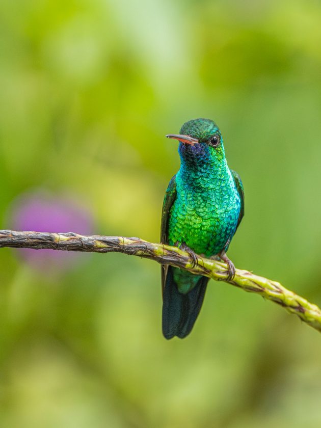 Blue-chinned Sapphire hummingbird