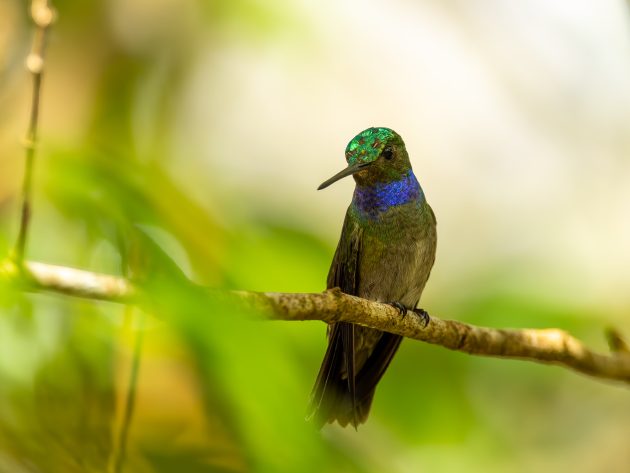 The Charming Hummingbird