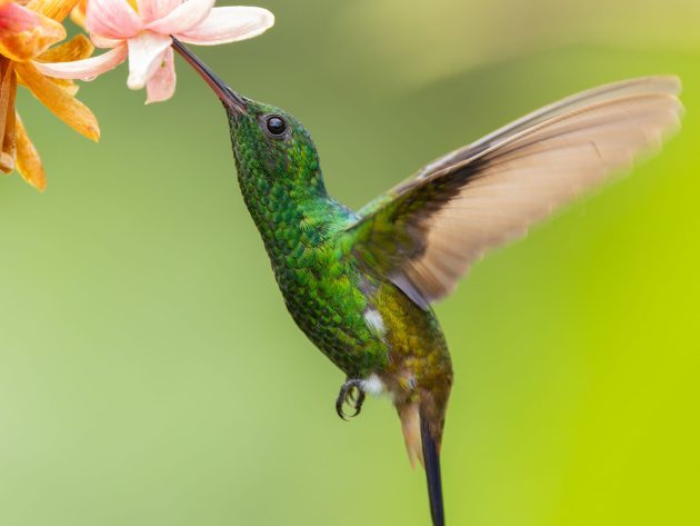 Copper Rumped Hummingbird
