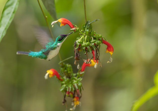 Purple-crowned Fairy