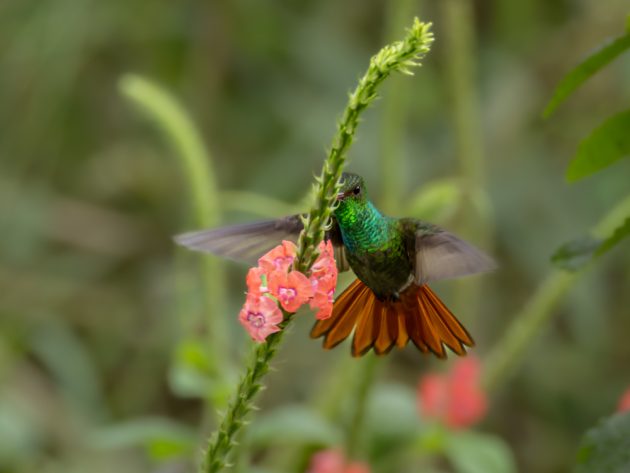 Rufous Tailed