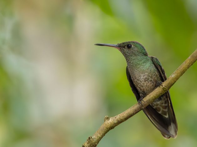 Scaly-breasted Hummingbird