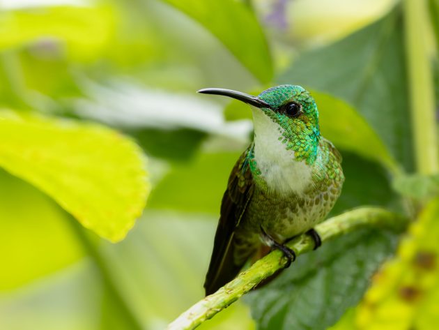 White-chested Emerald