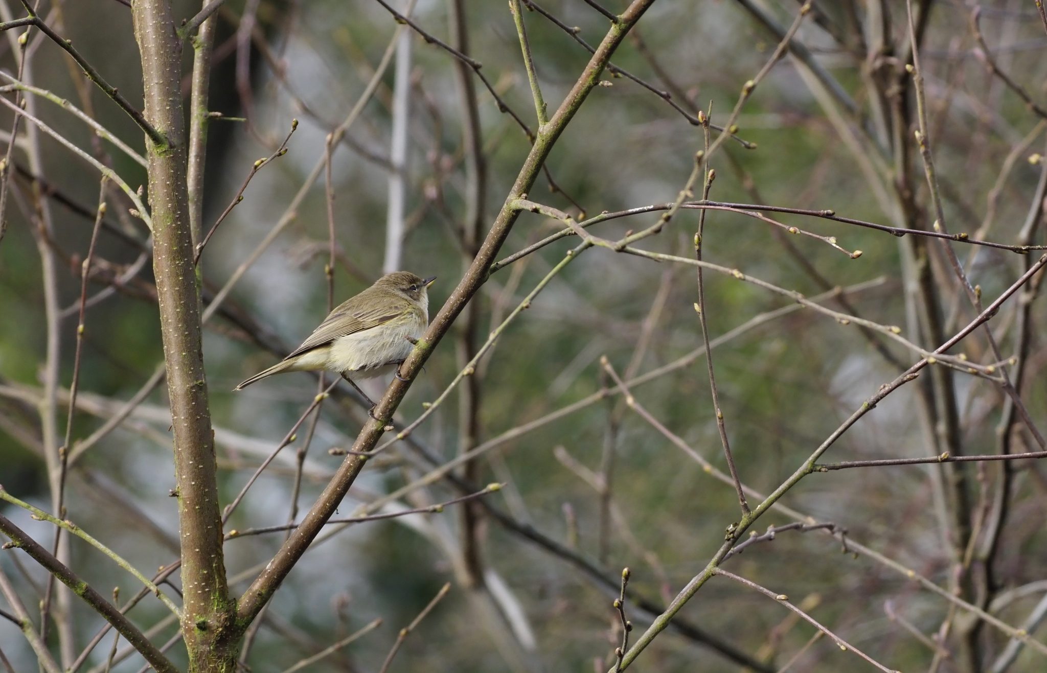 The turning year - 10,000 Birds