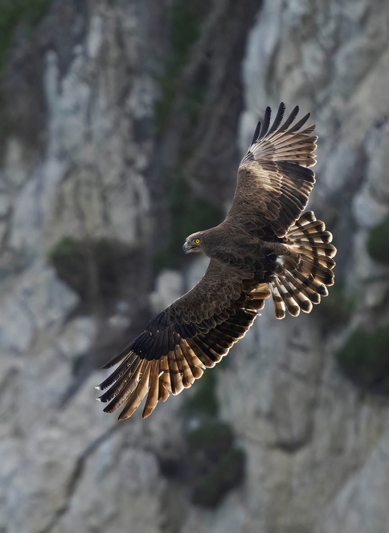 Early March in the Strait of Gibraltar - 10,000 Birds