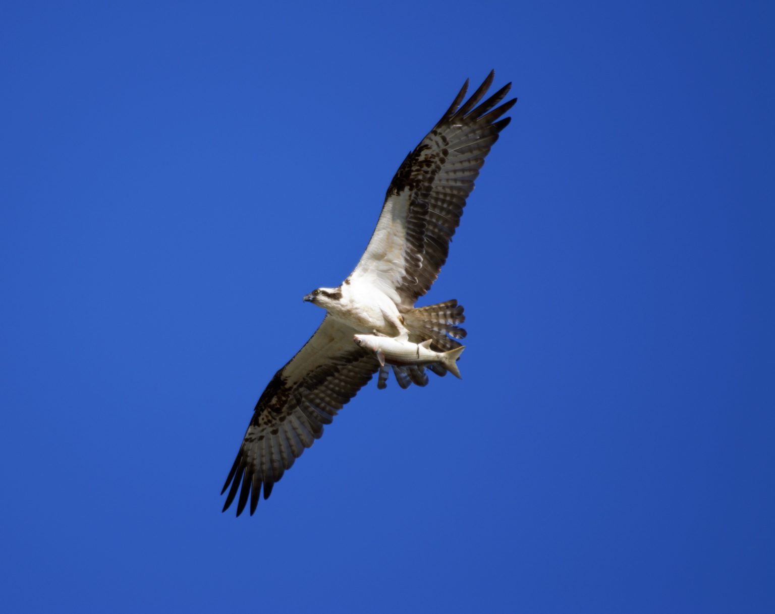 Urban Birding in San Diego - 10,000 Birds