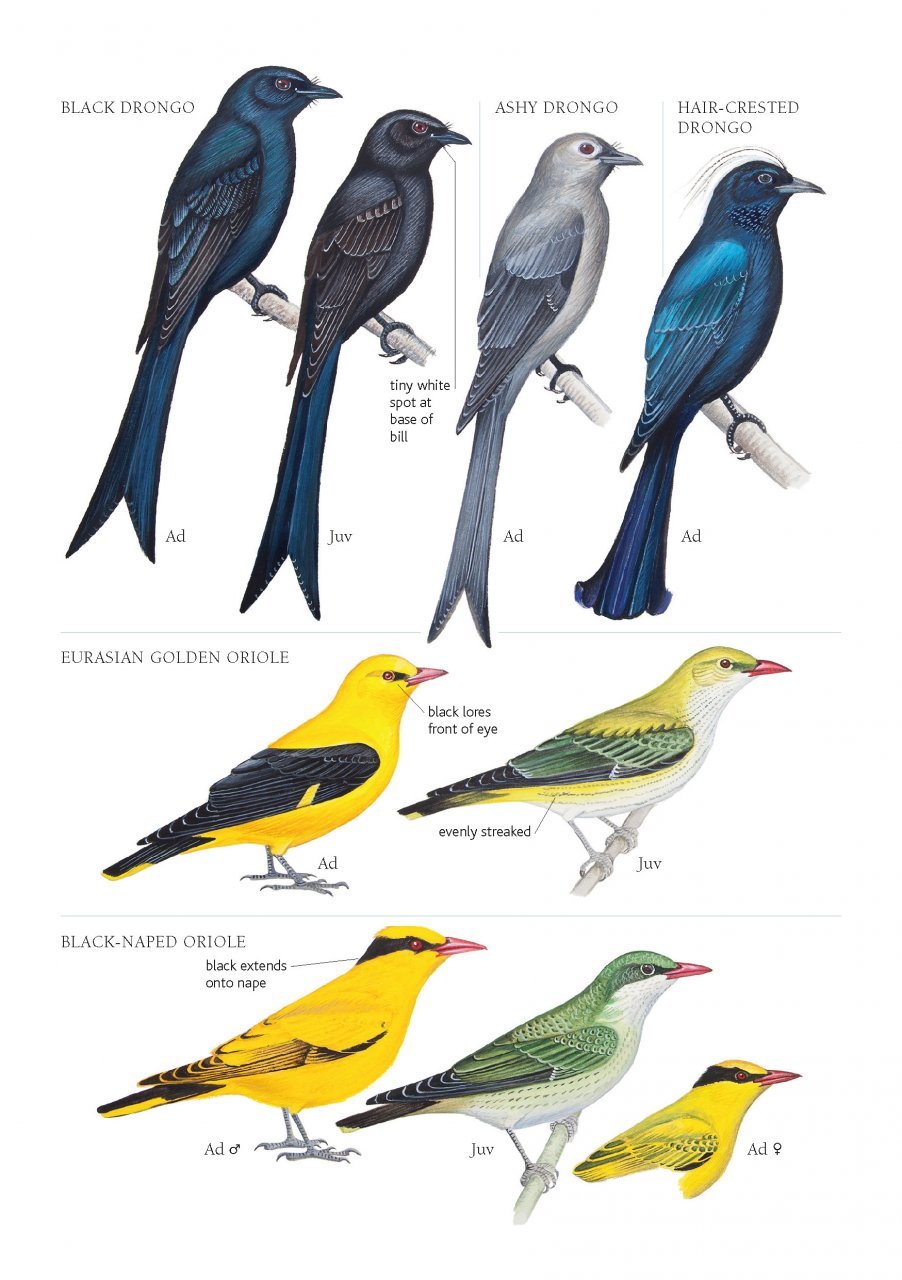 A Field Guide to the Birds of Mongolia - 10,000 Birds