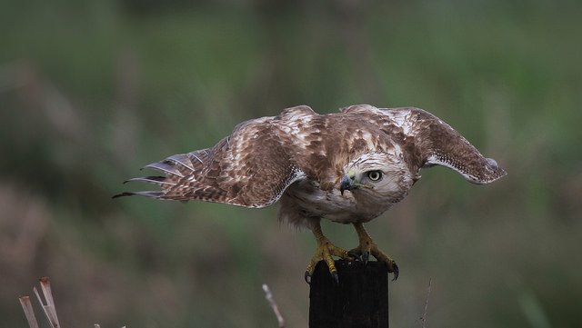 The Traveling Birder