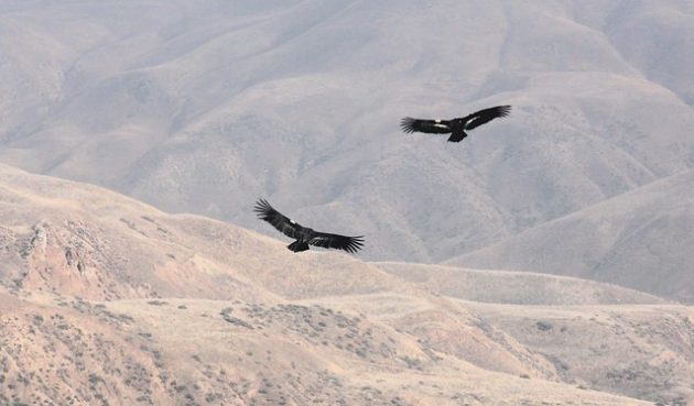 Nonessential Experimental California Condors by USFWS