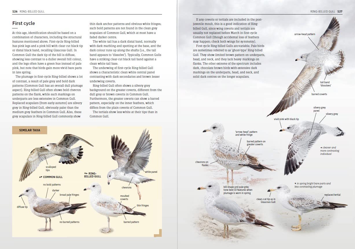 Gulls of Europe, North Africa, and the Middle East: An Identification ...