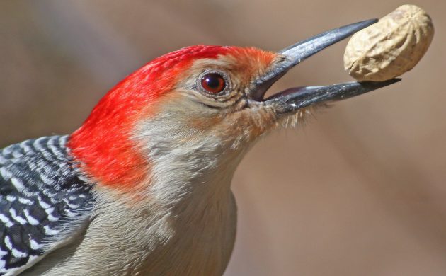 9-red-bellied-woodpecker-with-peanut
