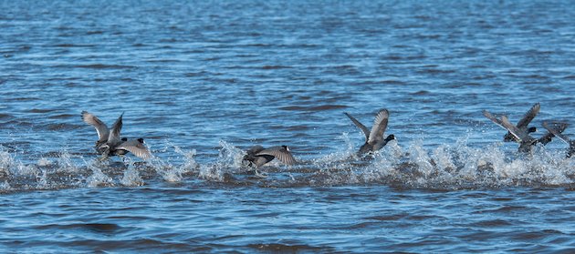 American Coot Take Off