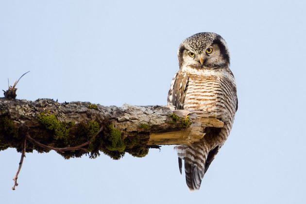 ANILCA Northern Hawk Owl