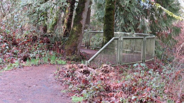 Trial through woodlands with mesh fencing and mossy trees and shrubs along the trail.