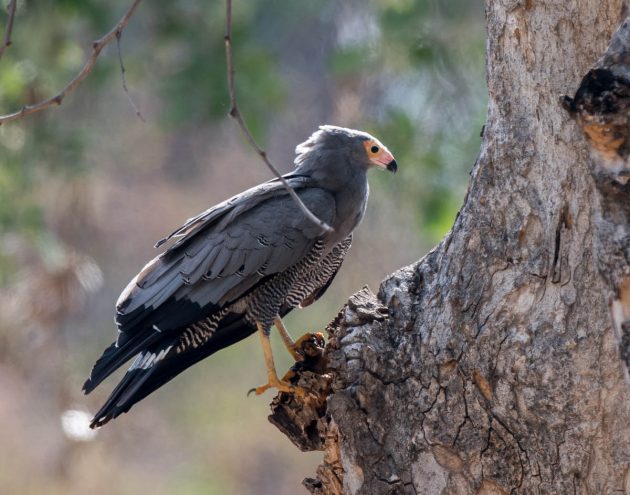 This image has an empty alt attribute; its file name is African-Harrier-Hawk_DSC4731_Pafuri-Nov-2018-1-630x495.jpg
