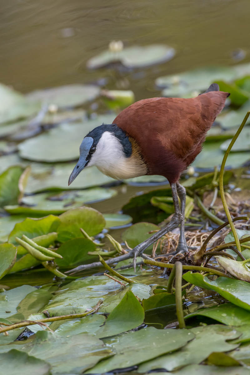 Birding the Kruger Park (4): Letaba area - 10,000 Birds