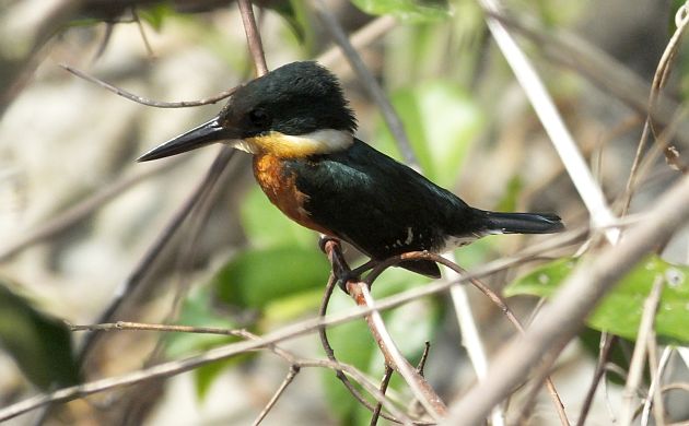 american-pygmy-kingfisher