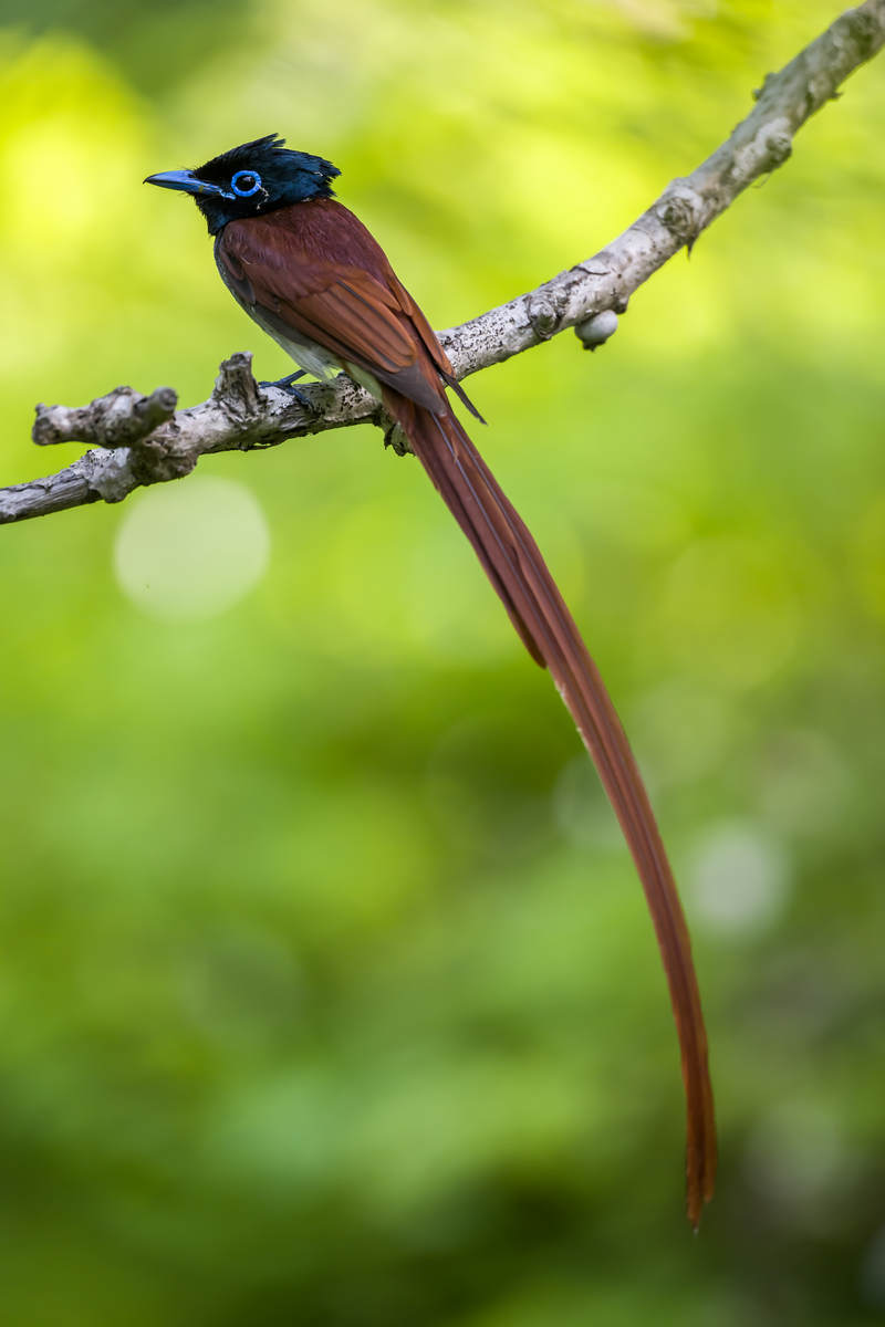 The popstars are back: Paradise Flycatchers in Shanghai - 10,000 Birds